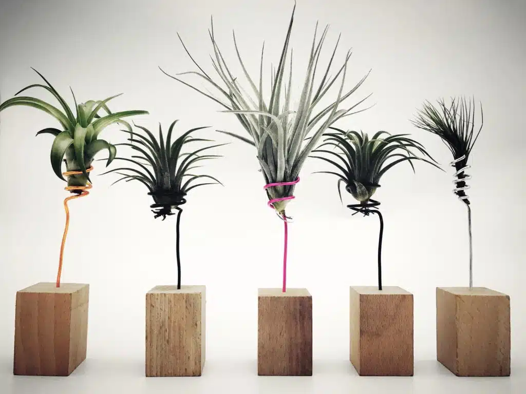 5 plantes spéciales pour purifier l'air